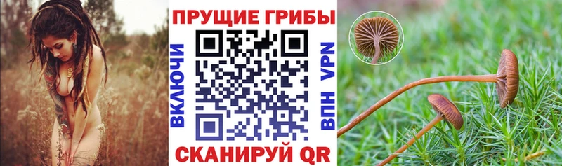 Псилоцибиновые грибы Cubensis Александров